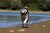 SIBERIAN HUSKY 660
